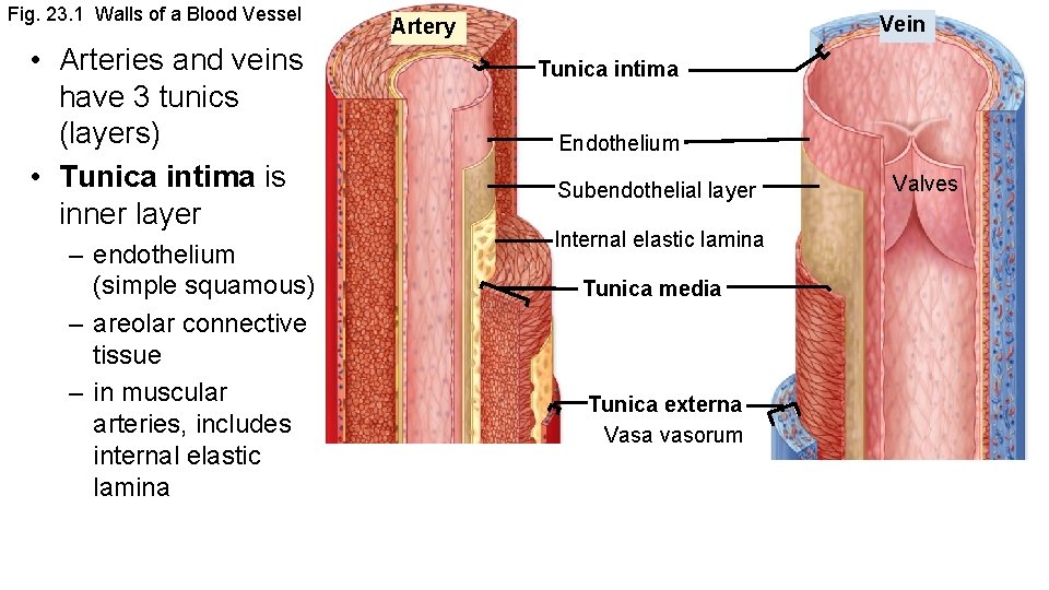 Co 23 Chapter 23 Vessels And Circulation Types
