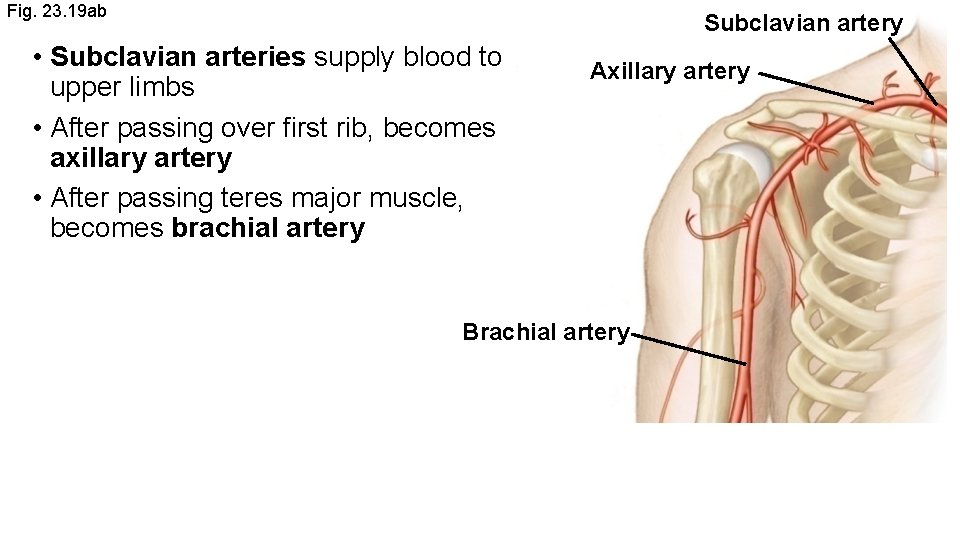 Fig. 23. 19 ab Subclavian artery • Subclavian arteries supply blood to upper limbs