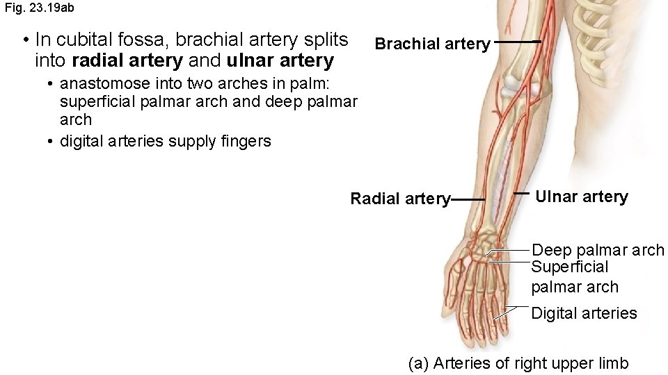 Fig. 23. 19 ab • In cubital fossa, brachial artery splits into radial artery