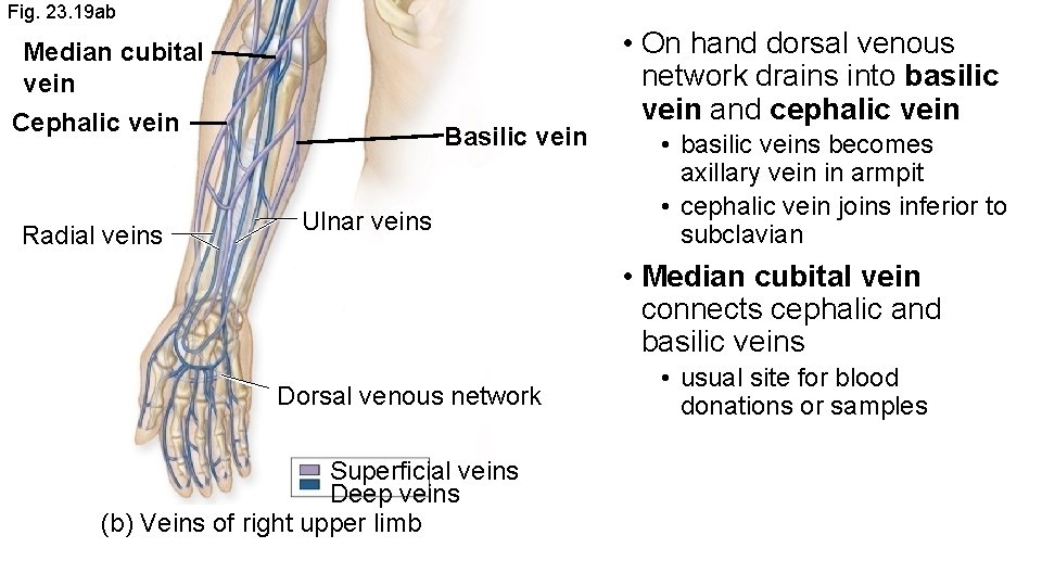 Fig. 23. 19 ab Median cubital vein Cephalic vein Radial veins Basilic vein Ulnar