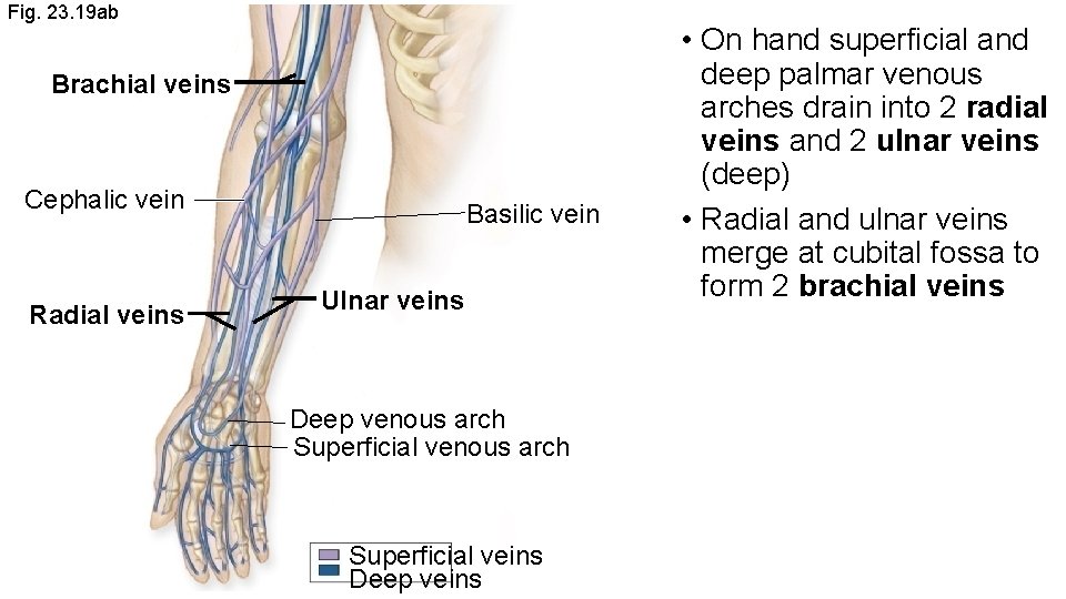 Fig. 23. 19 ab Brachial veins Cephalic vein Radial veins Basilic vein Ulnar veins