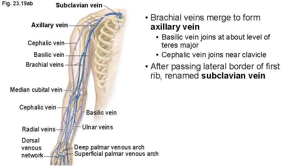 Fig. 23. 19 ab Subclavian vein • Brachial veins merge to form axillary vein