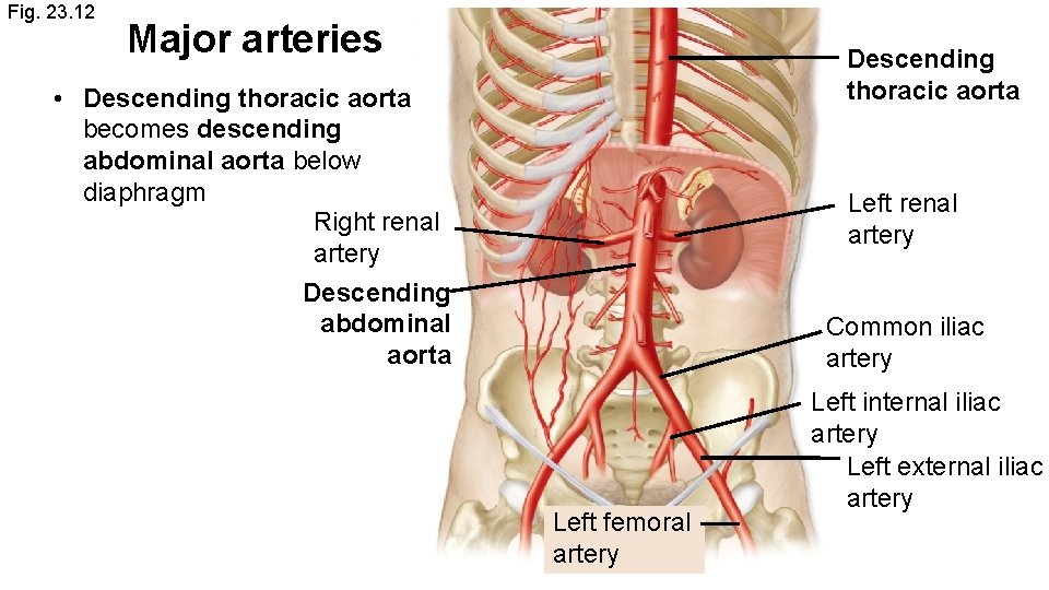 Fig. 23. 12 Major arteries Descending thoracic aorta • Descending thoracic aorta becomes descending