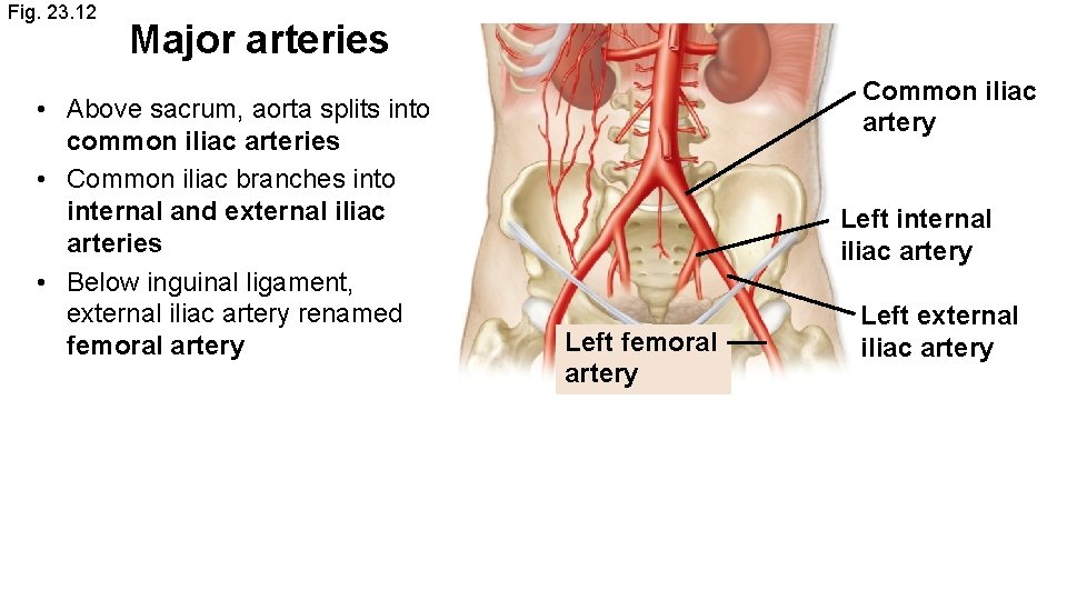 Fig. 23. 12 Major arteries • Above sacrum, aorta splits into common iliac arteries