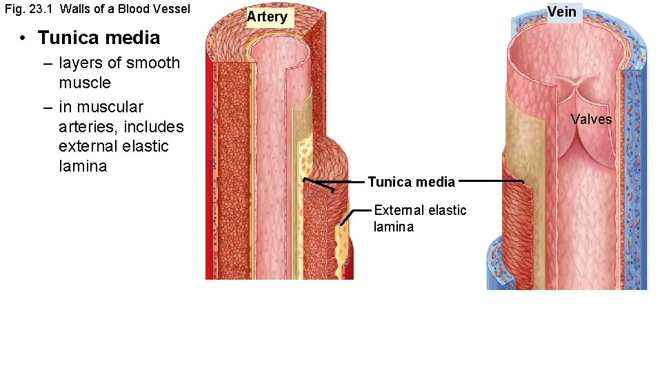Fig. 23. 1 Walls of a Blood Vessel Vein Artery • Tunica media –