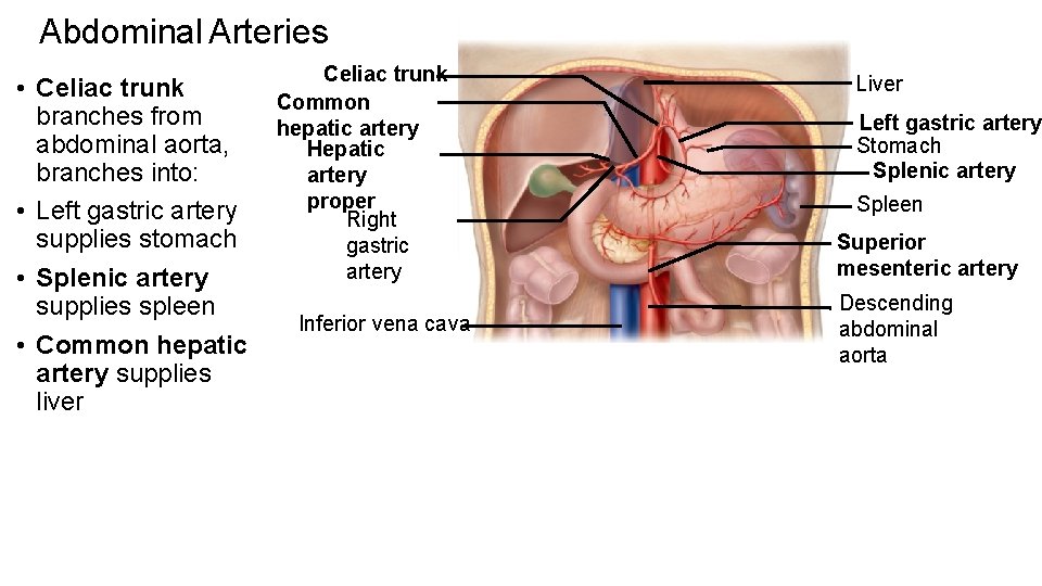 Abdominal Arteries • Celiac trunk branches from abdominal aorta, branches into: • Left gastric