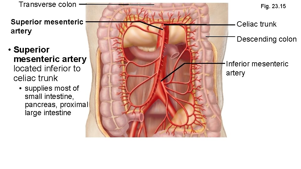 Transverse colon Superior mesenteric artery • Superior mesenteric artery located inferior to celiac trunk