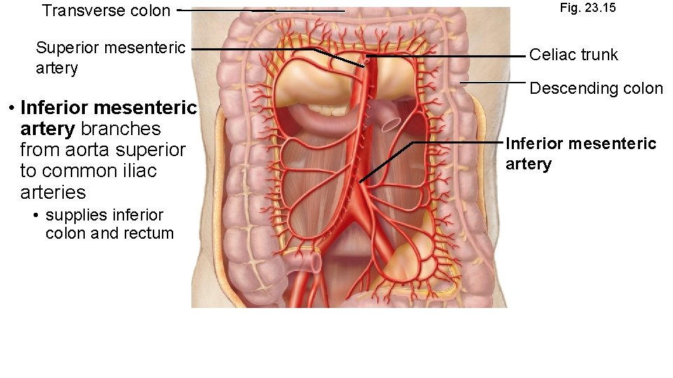 Transverse colon Superior mesenteric artery • Inferior mesenteric artery branches from aorta superior to