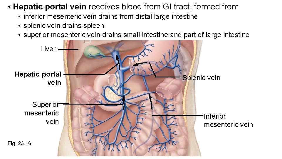  • Hepatic portal vein receives blood from GI tract; formed from • inferior