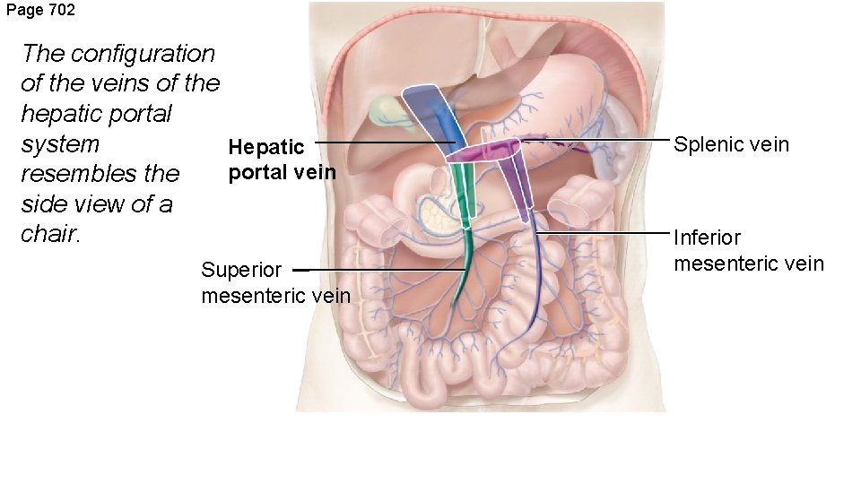 Page 702 The configuration of the veins of the hepatic portal system Hepatic portal