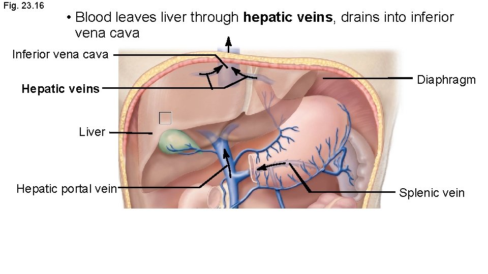 Fig. 23. 16 • Blood leaves liver through hepatic veins, drains into inferior vena