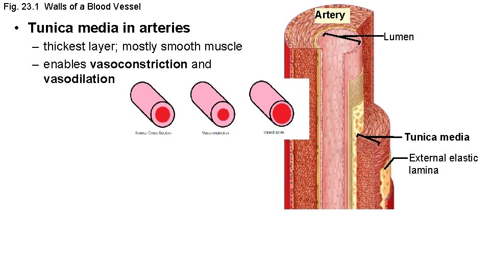 Fig. 23. 1 Walls of a Blood Vessel • Tunica media in arteries –