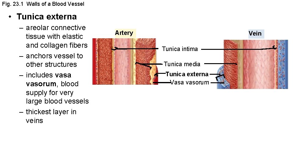 Fig. 23. 1 Walls of a Blood Vessel • Tunica externa – areolar connective