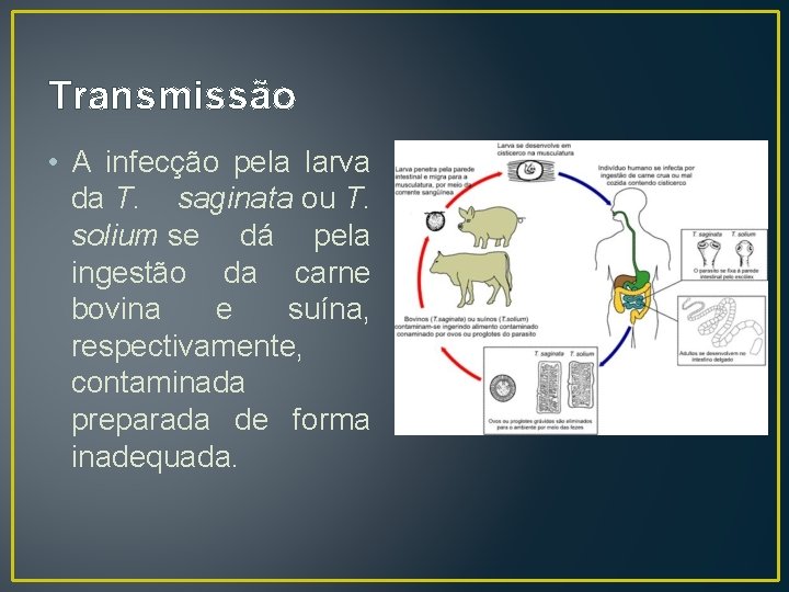 Transmissão • A infecção pela larva da T. saginata ou T. solium se dá