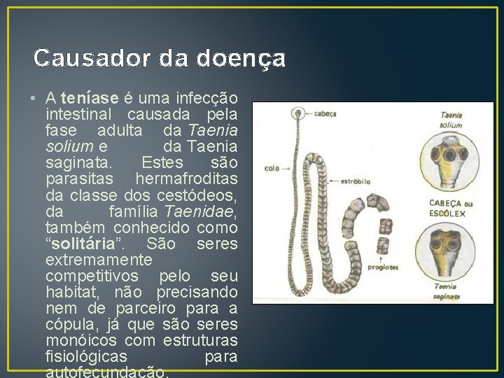 Causador da doença • A teníase é uma infecção intestinal causada pela fase adulta