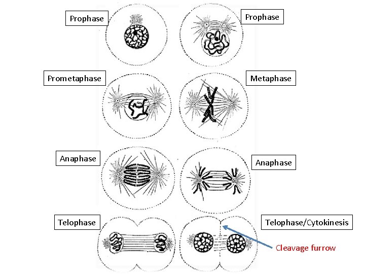 Prophase Prometaphase Anaphase Telophase Prophase Metaphase Anaphase Telophase/Cytokinesis Cleavage furrow 