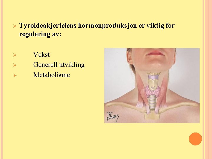 Ø Tyroideakjertelens hormonproduksjon er viktig for regulering av: Ø Vekst Generell utvikling Metabolisme Ø Ø Tyroideakjertelens hormonproduksjon er viktig for regulering av: Ø Vekst Generell utvikling Metabolisme Ø