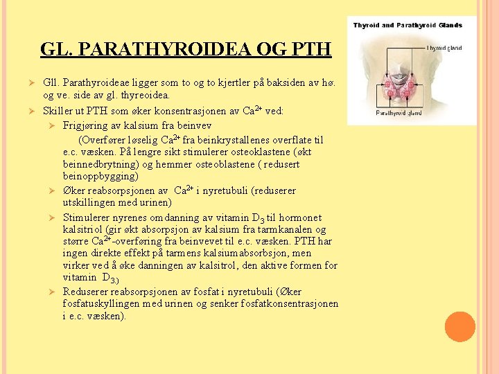 GL. PARATHYROIDEA OG PTH Ø Ø Gll. Parathyroideae ligger som to og to kjertler GL. PARATHYROIDEA OG PTH Ø Ø Gll. Parathyroideae ligger som to og to kjertler