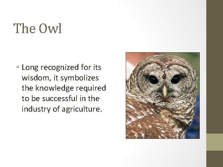 The Owl • Long recognized for its wisdom, it symbolizes the knowledge required to