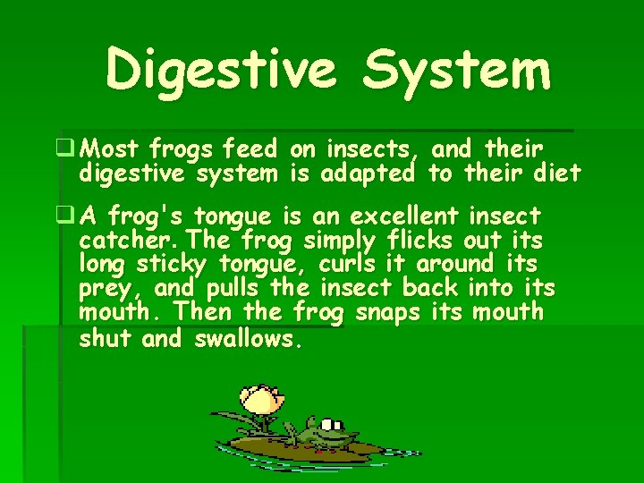 Digestive System q Most frogs feed on insects, and their digestive system is adapted