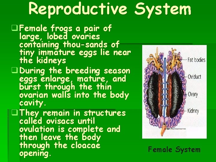 Reproductive System q Female frogs a pair of large, lobed ovaries containing thou sands