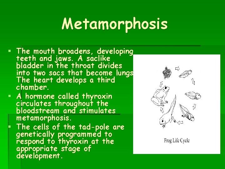 Metamorphosis § The mouth broadens, developing teeth and jaws. A saclike bladder in the