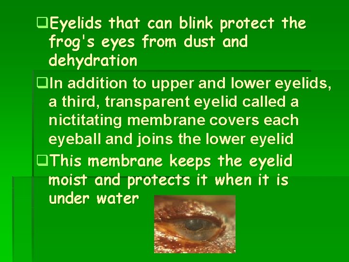 q. Eyelids that can blink protect the frog's eyes from dust and dehydration q.