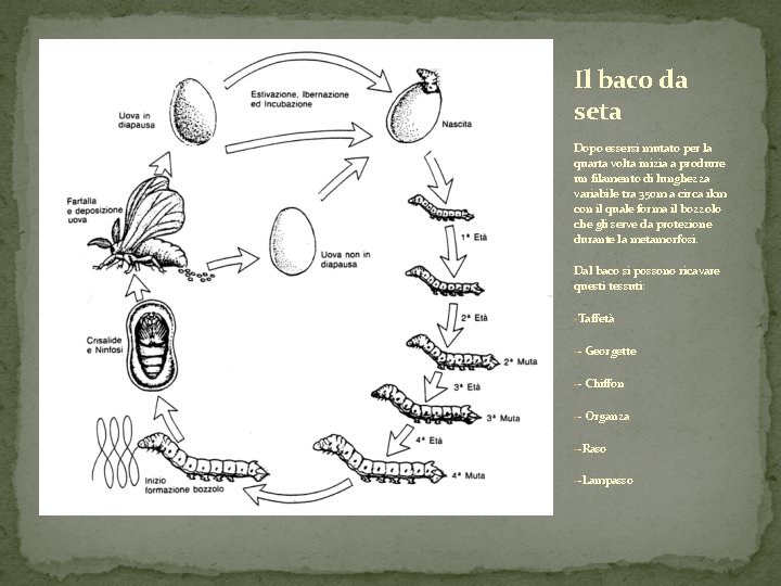 Il baco da seta Dopo essersi mutato per la quarta volta inizia a produrre