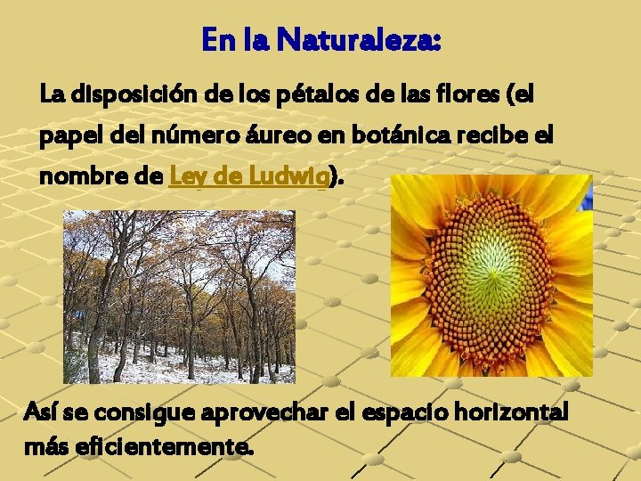 En la Naturaleza: La disposición de los pétalos de las flores (el papel del