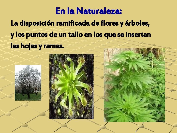 En la Naturaleza: La disposición ramificada de flores y árboles, y los puntos de