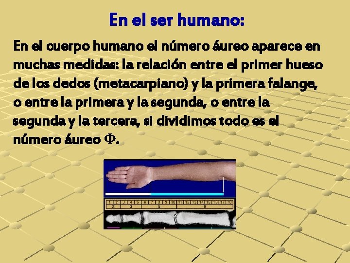 En el ser humano: En el cuerpo humano el número áureo aparece en muchas