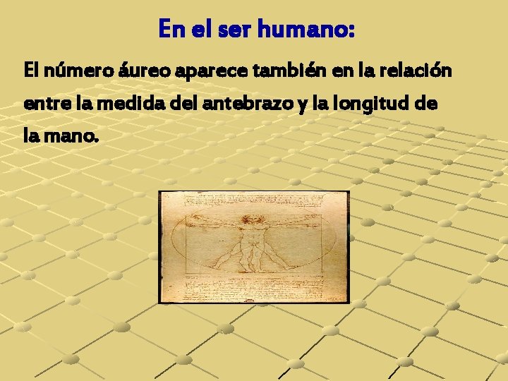 En el ser humano: El número áureo aparece también en la relación entre la