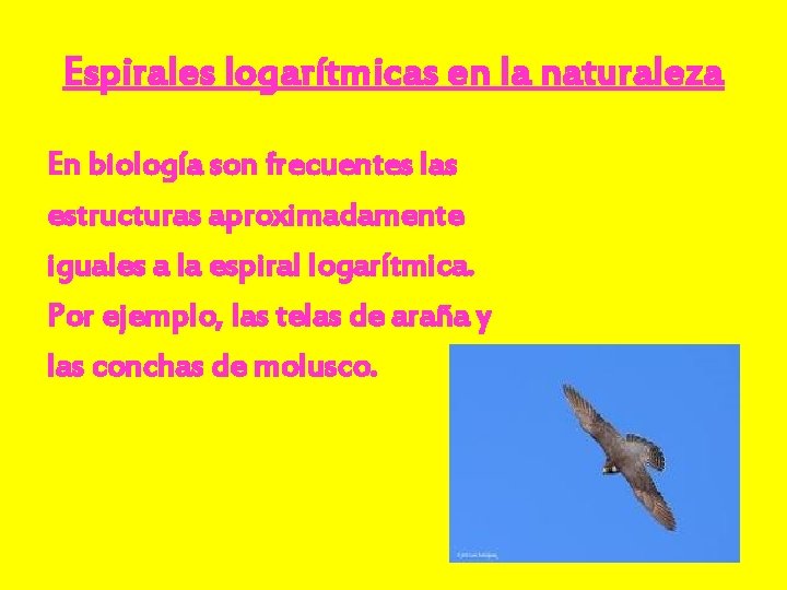 Espirales logarítmicas en la naturaleza En biología son frecuentes las estructuras aproximadamente iguales a