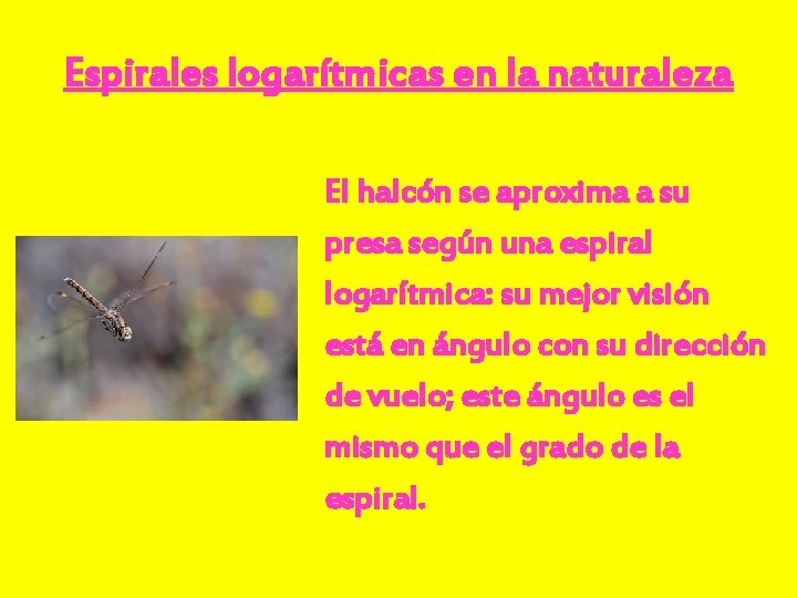 Espirales logarítmicas en la naturaleza El halcón se aproxima a su presa según una