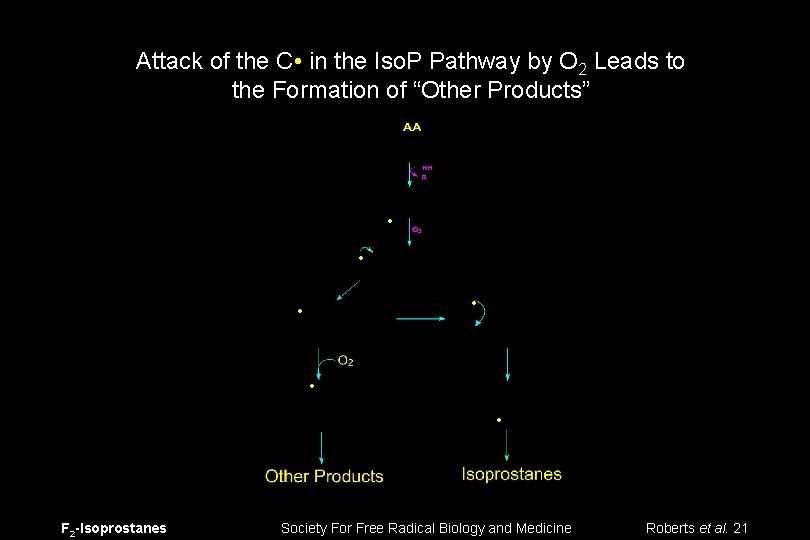 Attack of the C • in the Iso. P Pathway by O 2 Leads