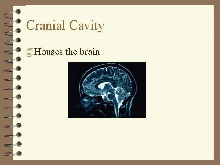 Cranial Cavity 4 Houses the brain 