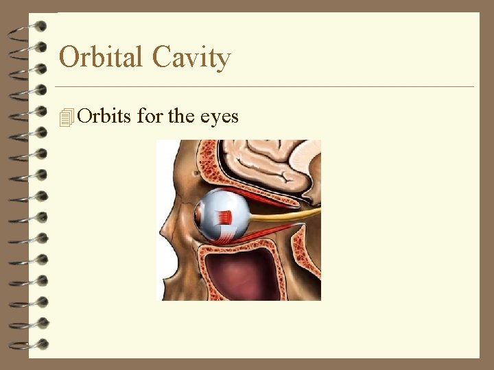Orbital Cavity 4 Orbits for the eyes 