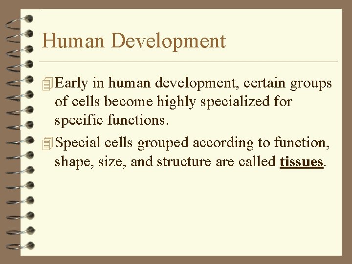 Human Development 4 Early in human development, certain groups of cells become highly specialized