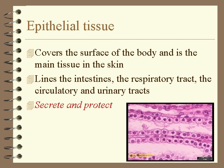 Epithelial tissue 4 Covers the surface of the body and is the main tissue
