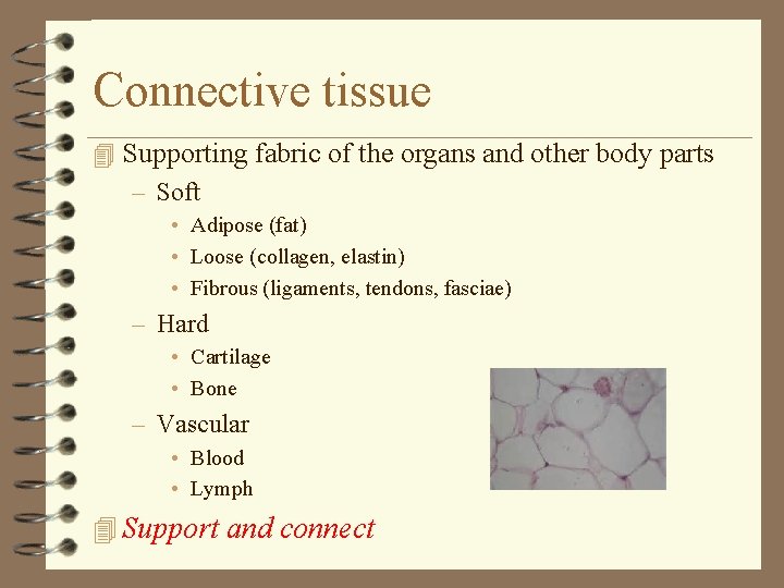 Connective tissue 4 Supporting fabric of the organs and other body parts – Soft