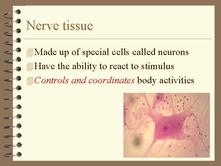 Nerve tissue 4 Made up of special cells called neurons 4 Have the ability