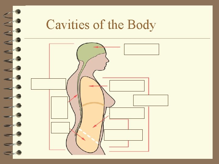 Cavities of the Body 