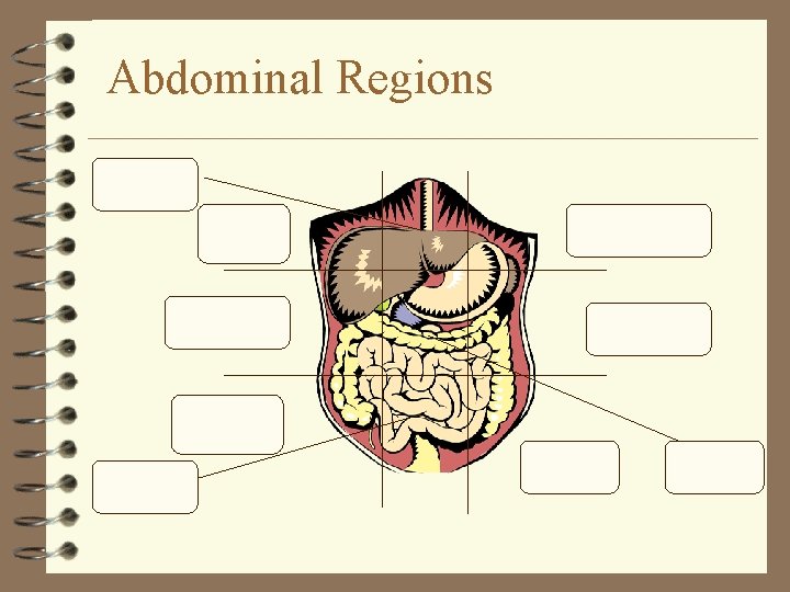 Abdominal Regions Epigastric Region Right Hypochondriac Region Right Lumbar Region Right Iliac Region Hypogastric