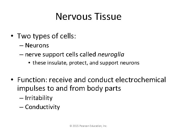 Nervous Tissue • Two types of cells: – Neurons – nerve support cells called