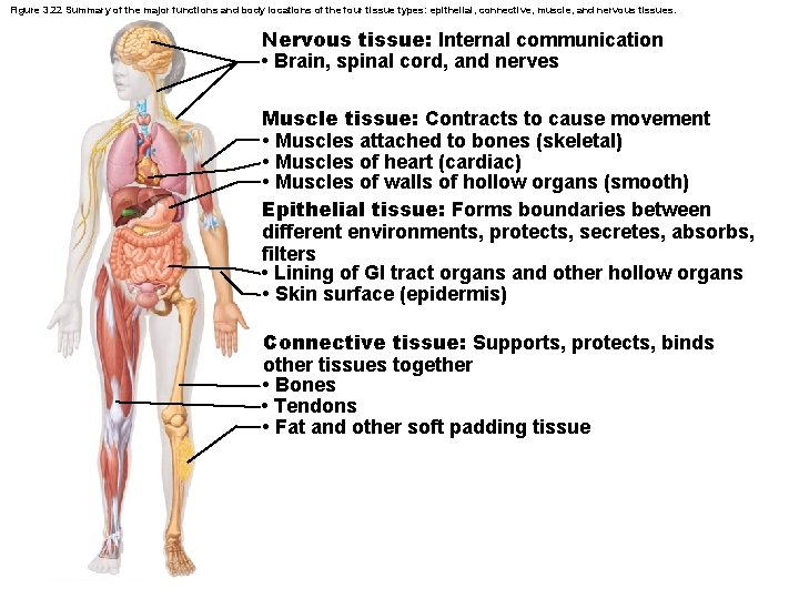 Figure 3. 22 Summary of the major functions and body locations of the four