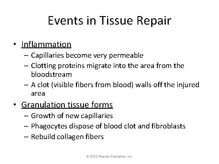 Events in Tissue Repair • Inflammation – Capillaries become very permeable – Clotting proteins