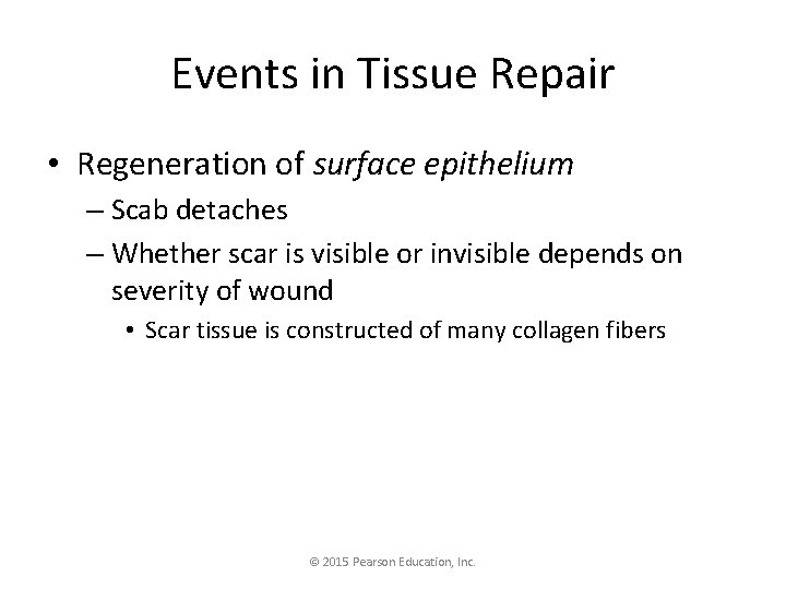 Events in Tissue Repair • Regeneration of surface epithelium – Scab detaches – Whether