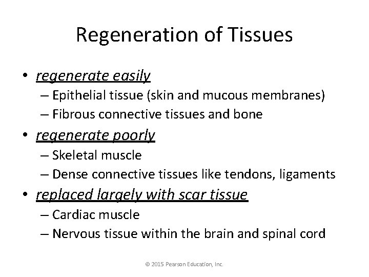 Regeneration of Tissues • regenerate easily – Epithelial tissue (skin and mucous membranes) –