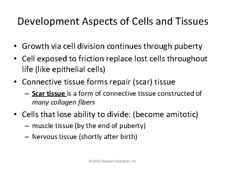 Development Aspects of Cells and Tissues • Growth via cell division continues through puberty