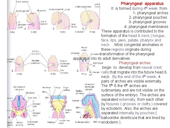 Pharyngeal apparatus It is formed during 4 th week from 1 - pharyngeal arches